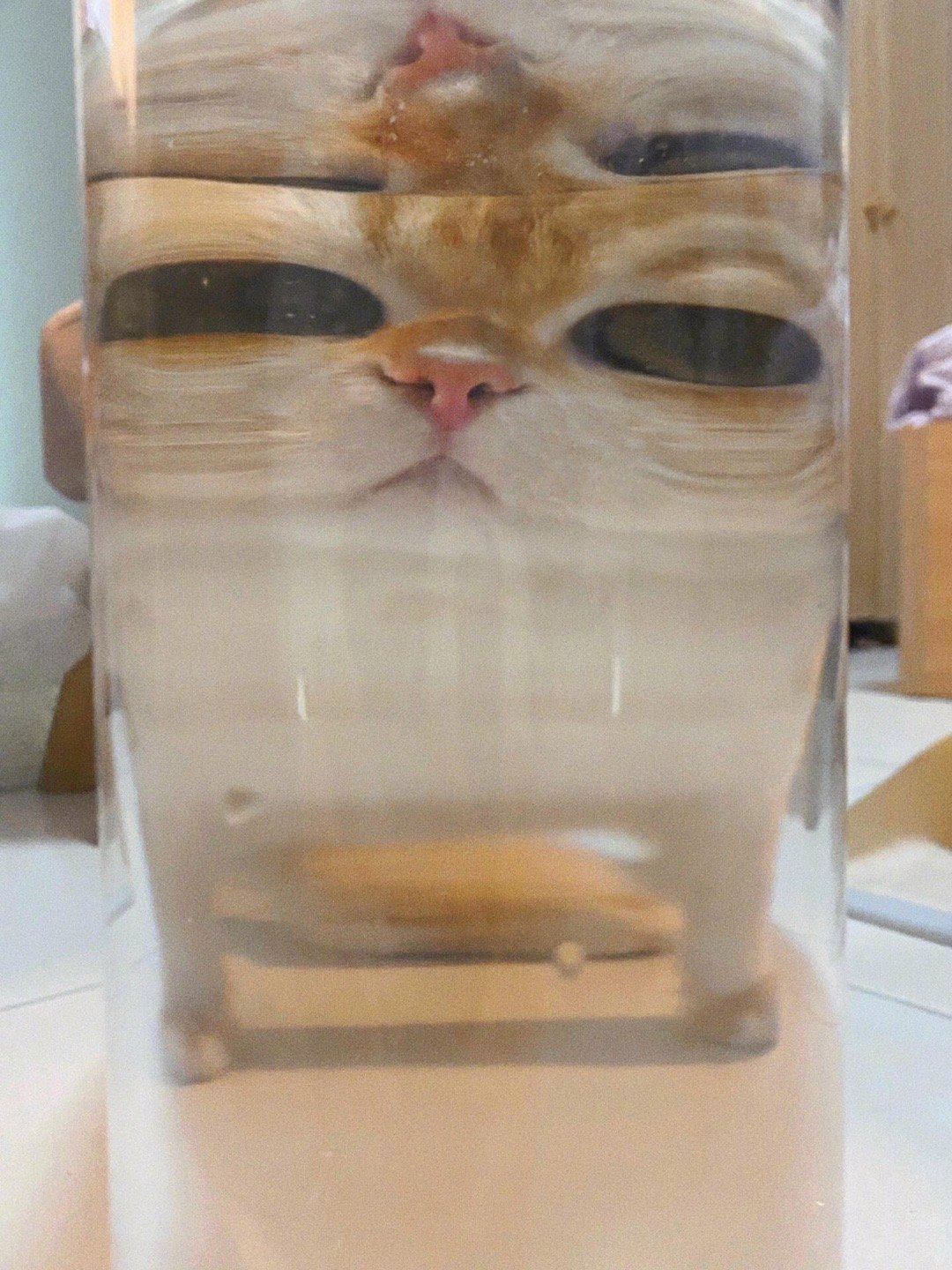 鱼视角下的大眼萌猫 ​​​