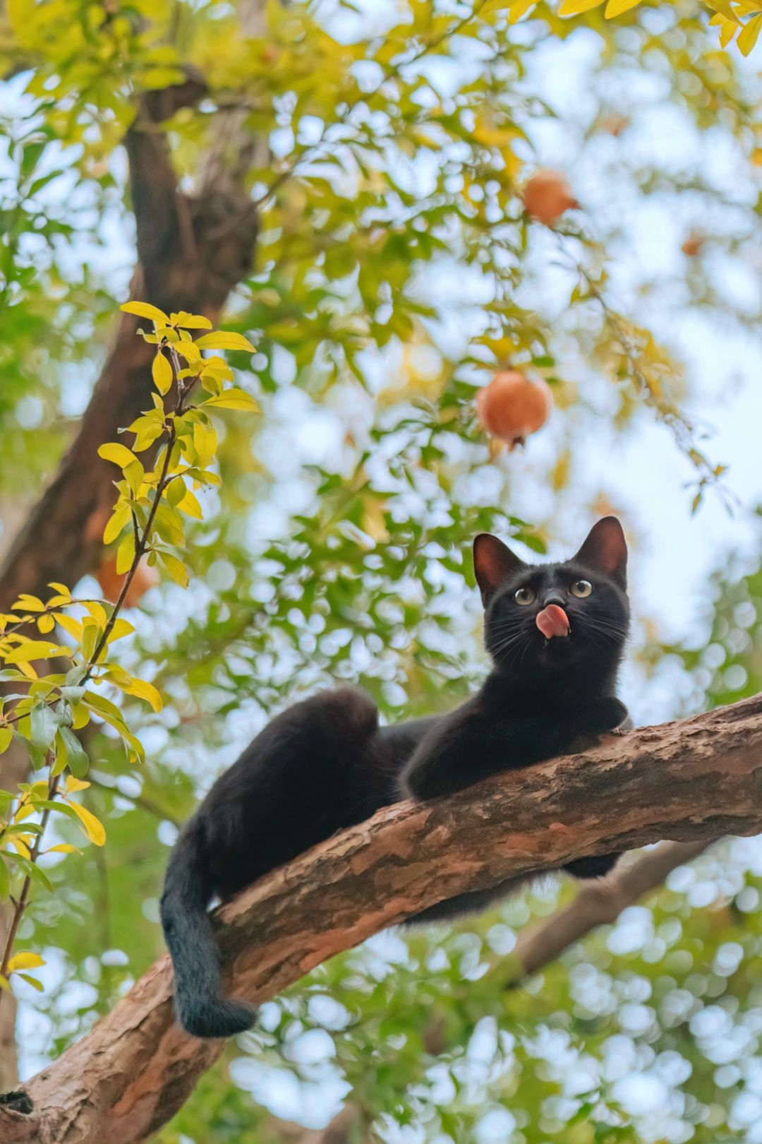 猫舌石榴相映红