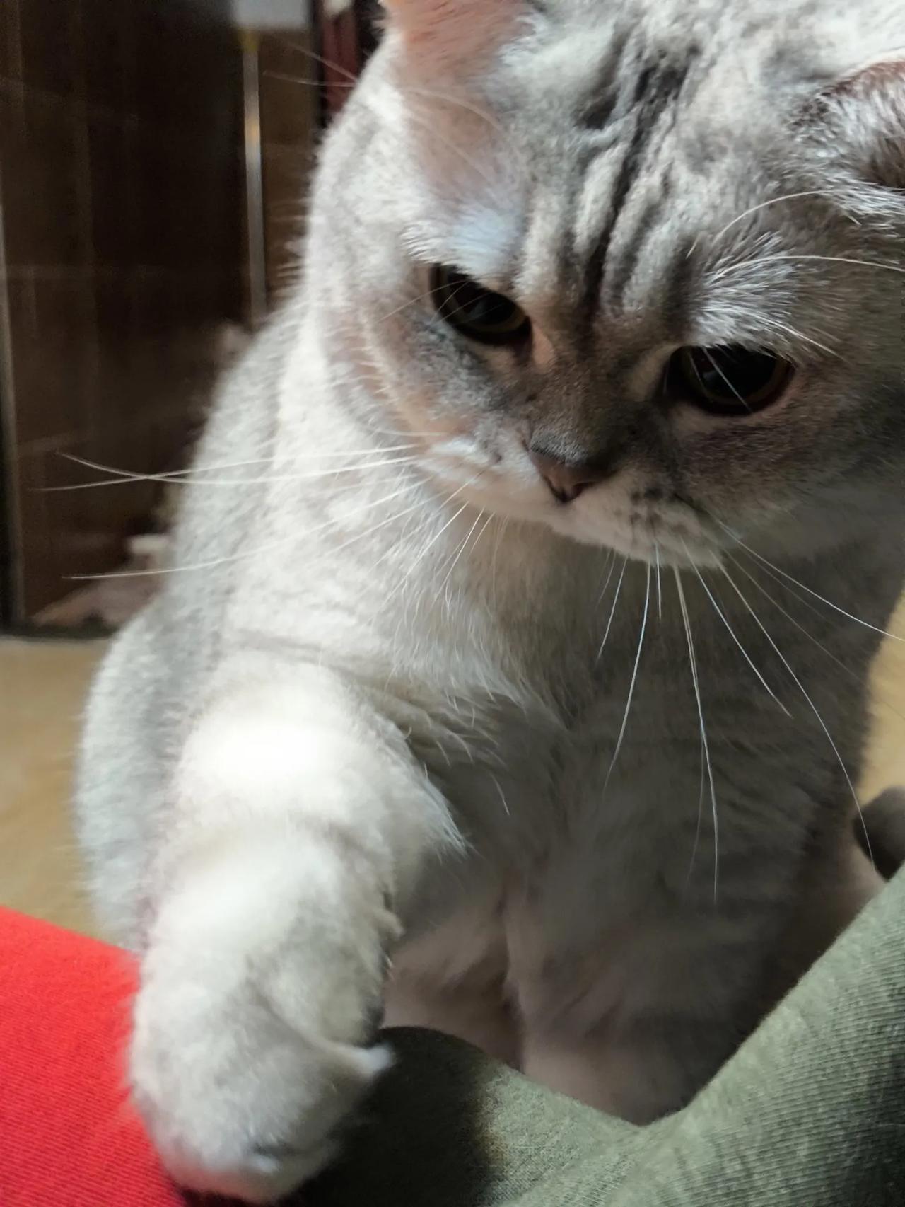 #分享一张你家猫咪最可爱的瞬间#
肥财来咯