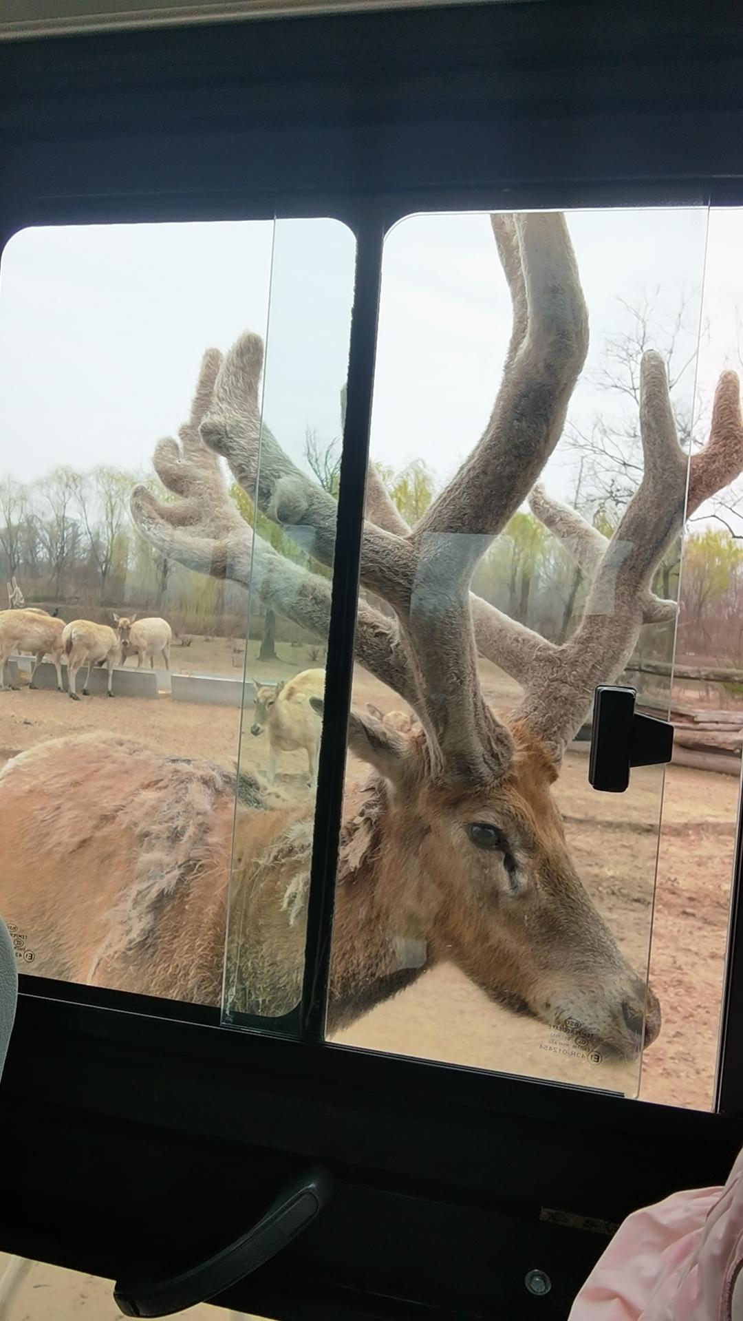 珍稀怪兽四不像，
失窃英伦又返乡。
湿地保持后裔衍，
……
邀请你来结尾[握手]