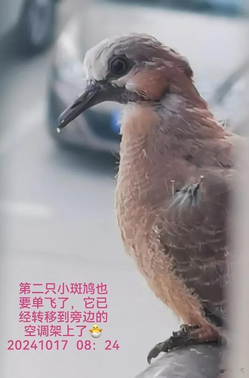 
别了，珠颈斑鸠！💕
飞走了！飞走了……
天高任鸟飞，它们可以随心所欲了[礼花