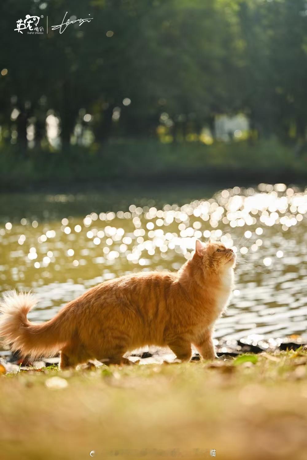 体育生旺财的艺术照！帅呆啦西伯利亚森林猫九月的神仙家庭