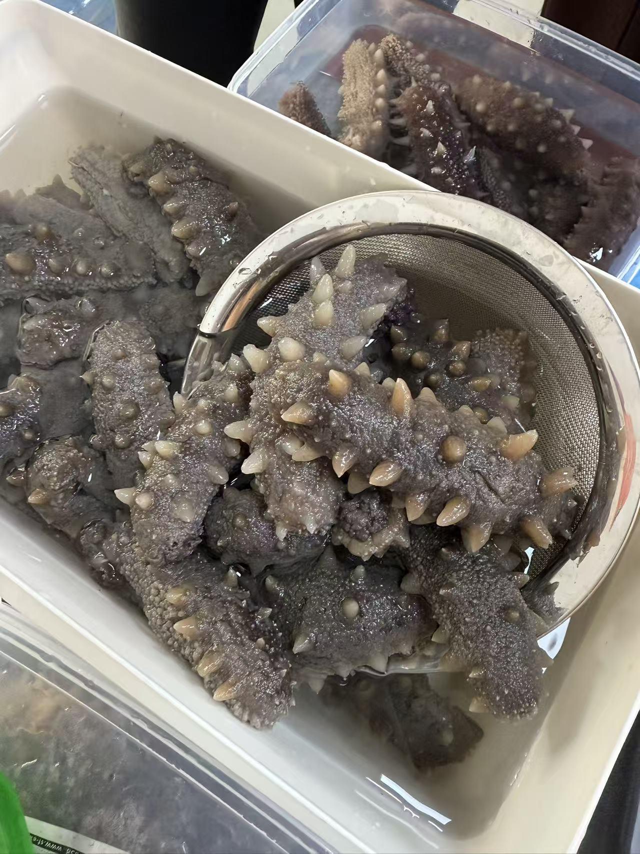 渤海湾海参：深海慢养的硬核营养滋补品
 
辽宁、山东渤海湾深海海域，洁净水质与低