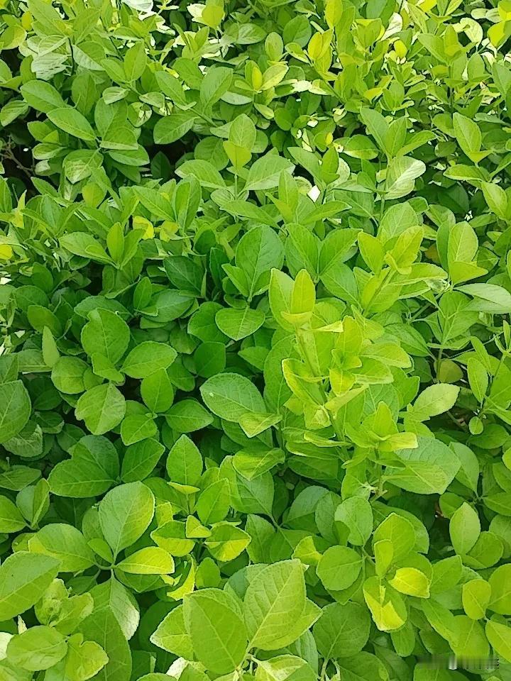 安全感是自己给的，你信不信？就算你老公很有钱，很有钱，但是如果有一天不想跟你过了