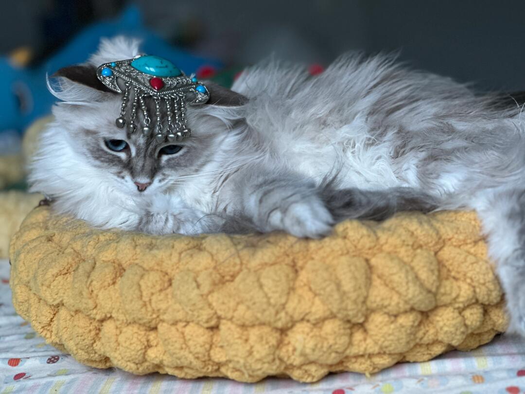 有宗教学专业或研究明朝宗教的宝子么？