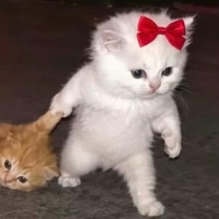 好可愛的猫咪情侣头像🐱🤎 