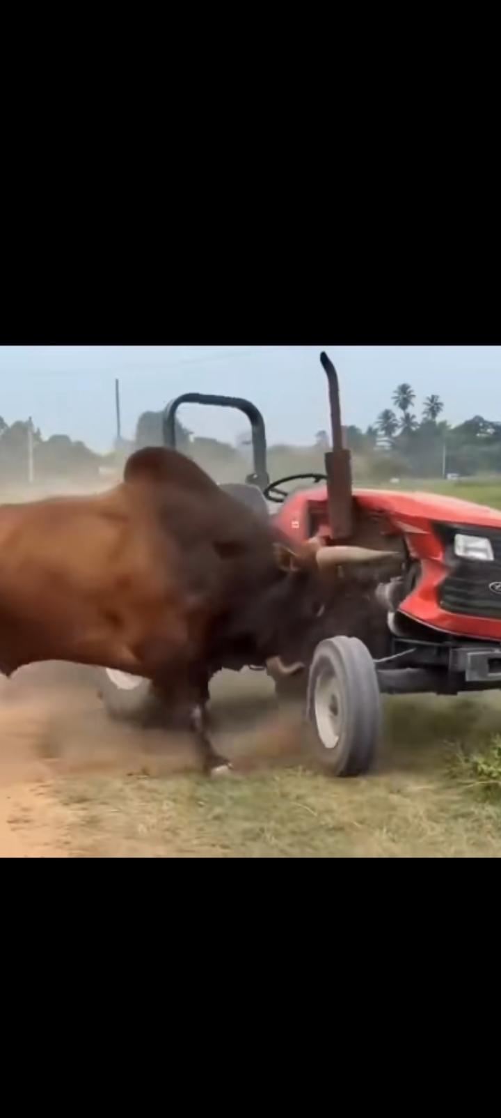 当老黄牛疯狂冲向拖拉机时，你就会瞬间明白失业的滋味。
AI没错，
人工智能没错，