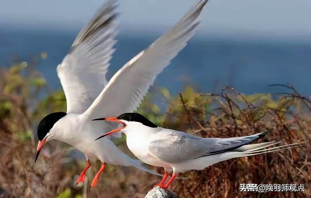 555枚鸟蛋塞满冰箱，三人被判刑！专家痛心：全毁了，一个都孵不出

近日，一则旧