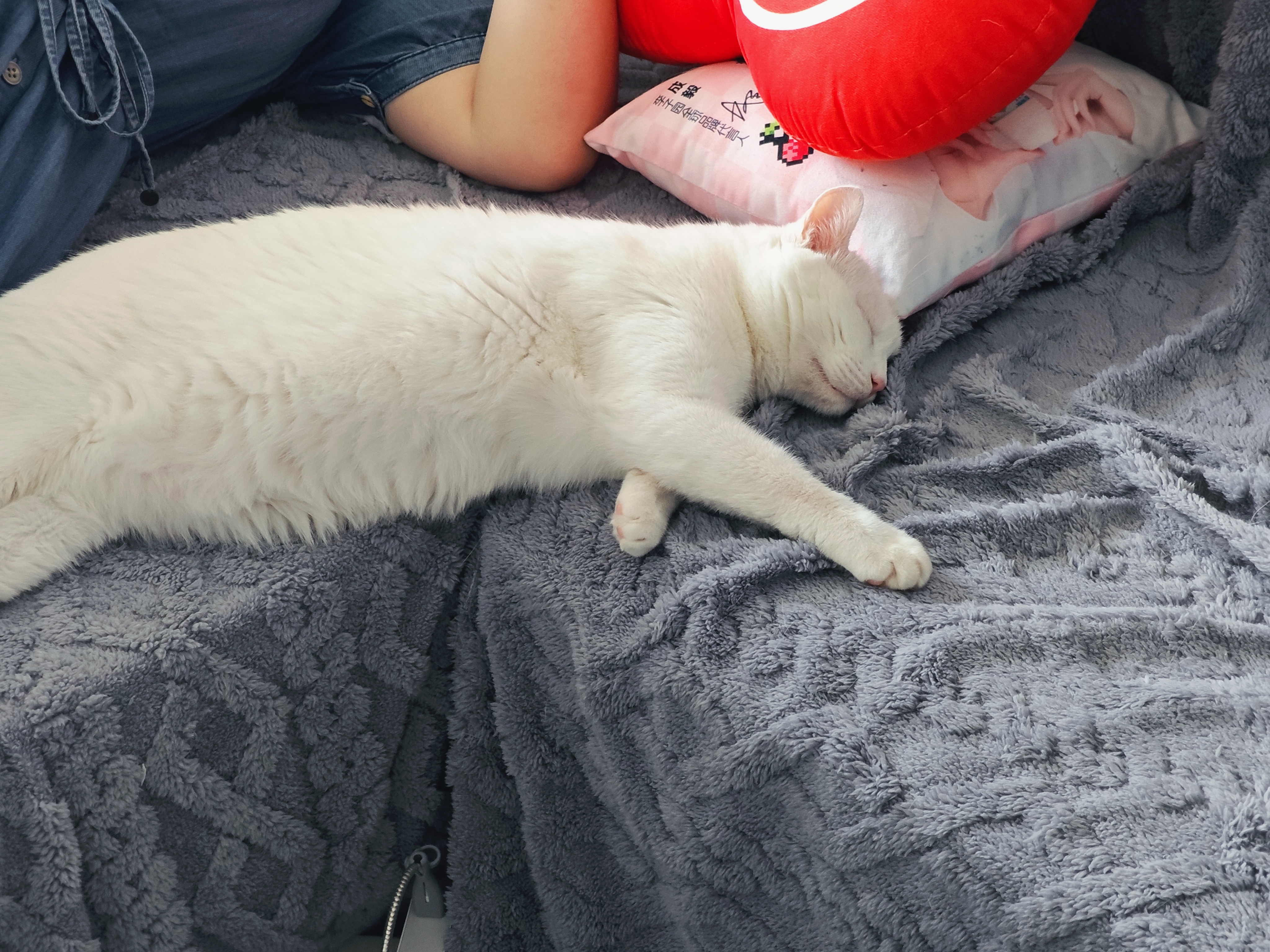 好一个母慈子孝的名场面的，如果那不是我的猫的话