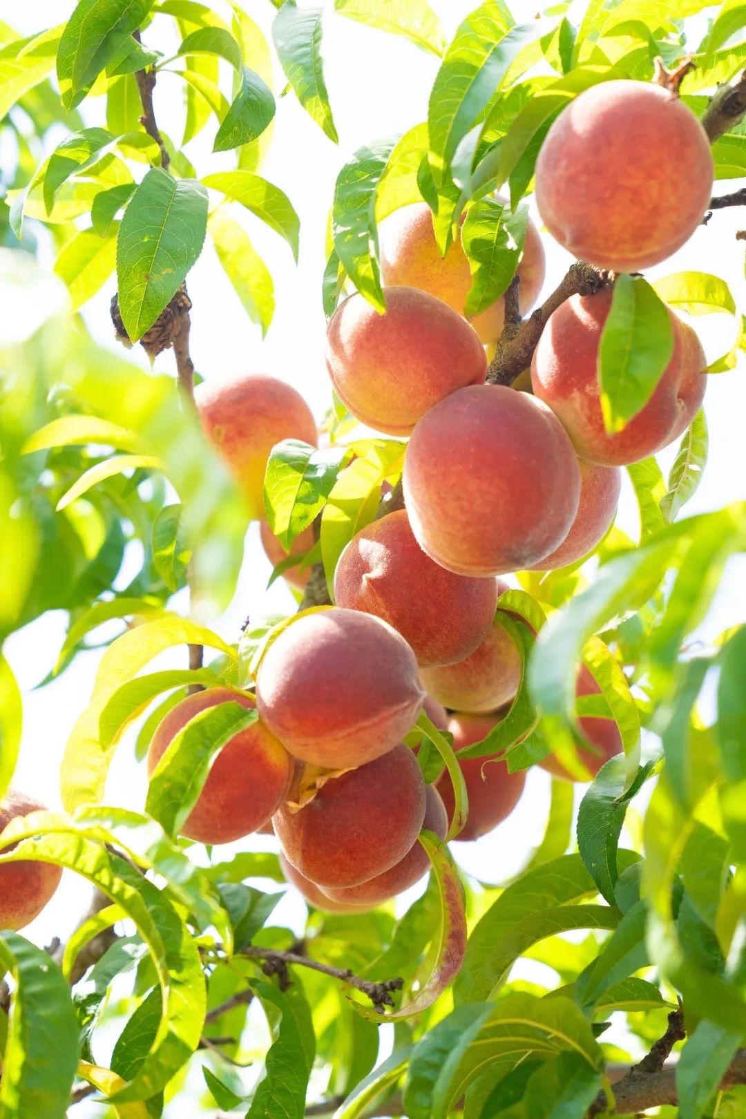 占春芳 · 春桃吟

春暮到，桃花谢，瓣落结情郎。果子微圆形椭，熟成味道真香。