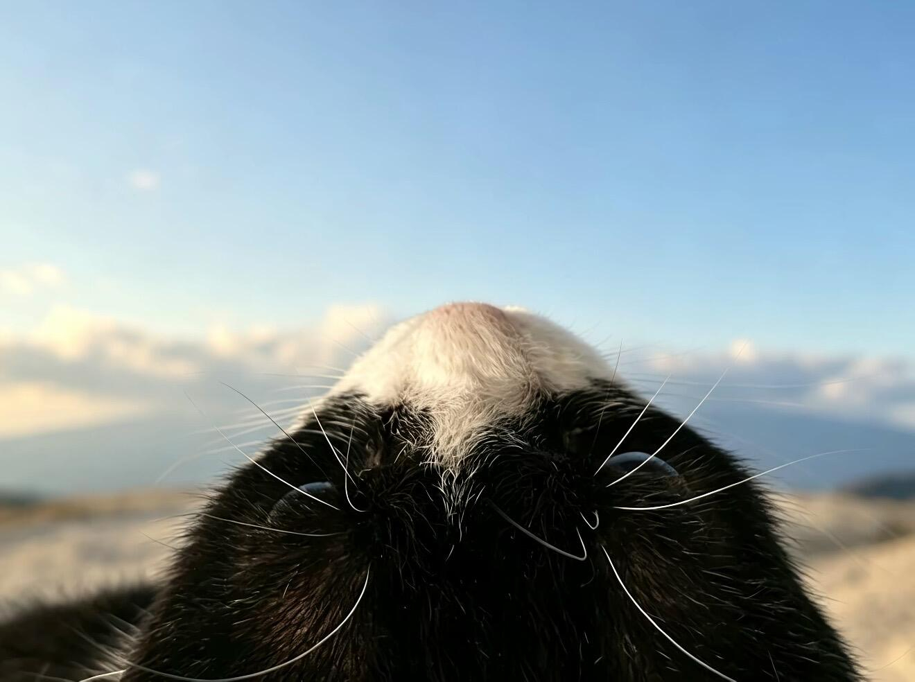 “我看到了真正的富士山” ​​​