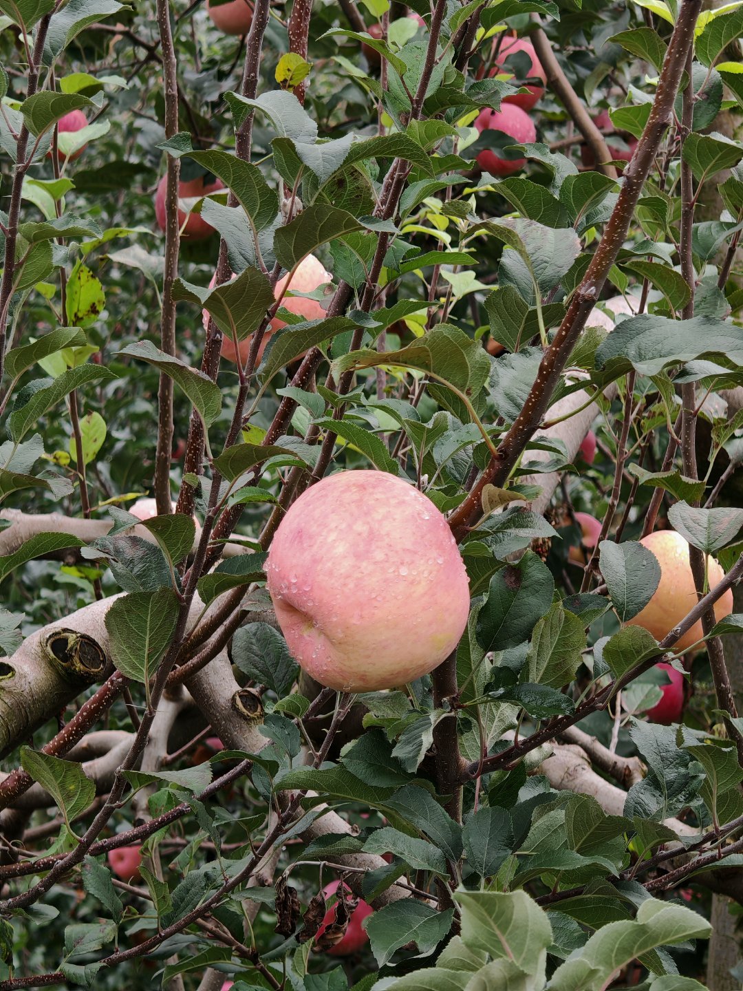 这个果园的苹果又大又红又水又甜，吃起来脆生生的，口感很佳，部分直供某车企。 ​​