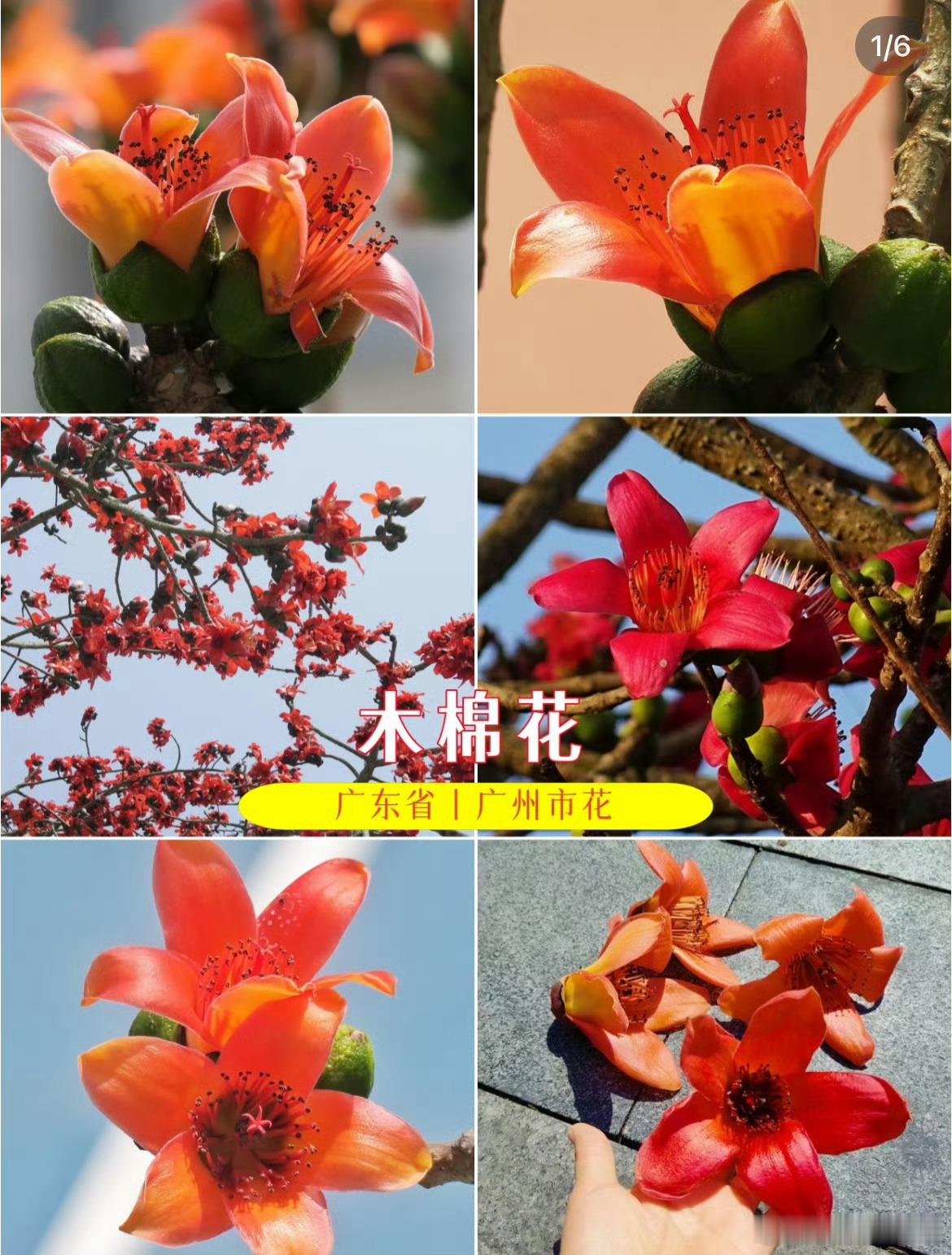 王俊凯演唱会用城市市花好用心从重庆的山茶花到广州的红棉，以市花为信物和城市对话，