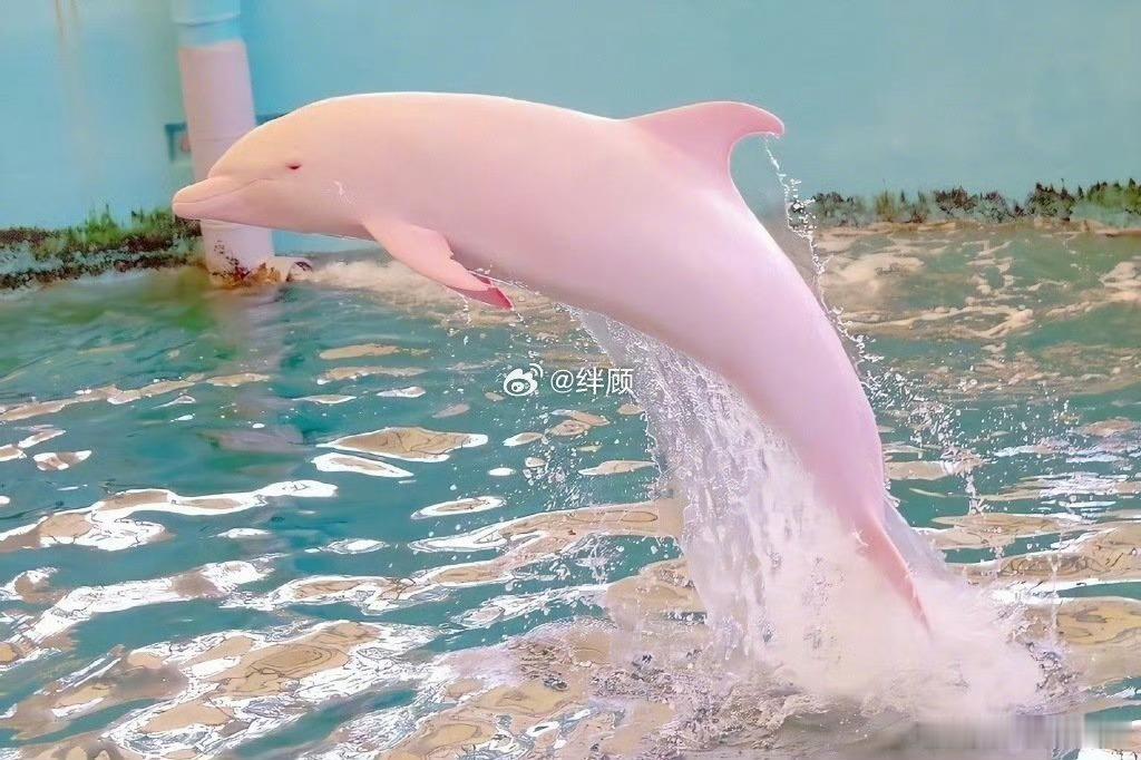 转发这条粉色海豚好运马上爆棚 ​​​