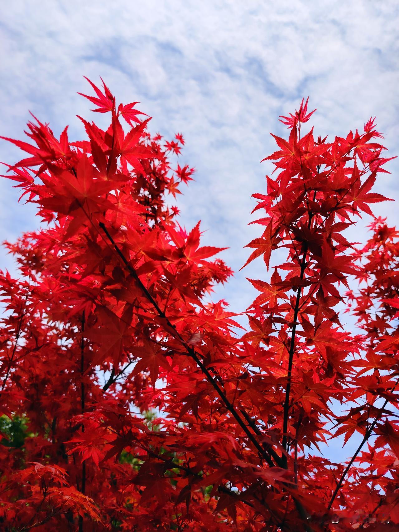 晒一张最美的红树叶