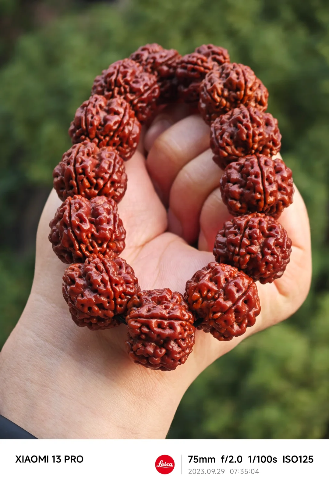 NO.271 帝王花两个月