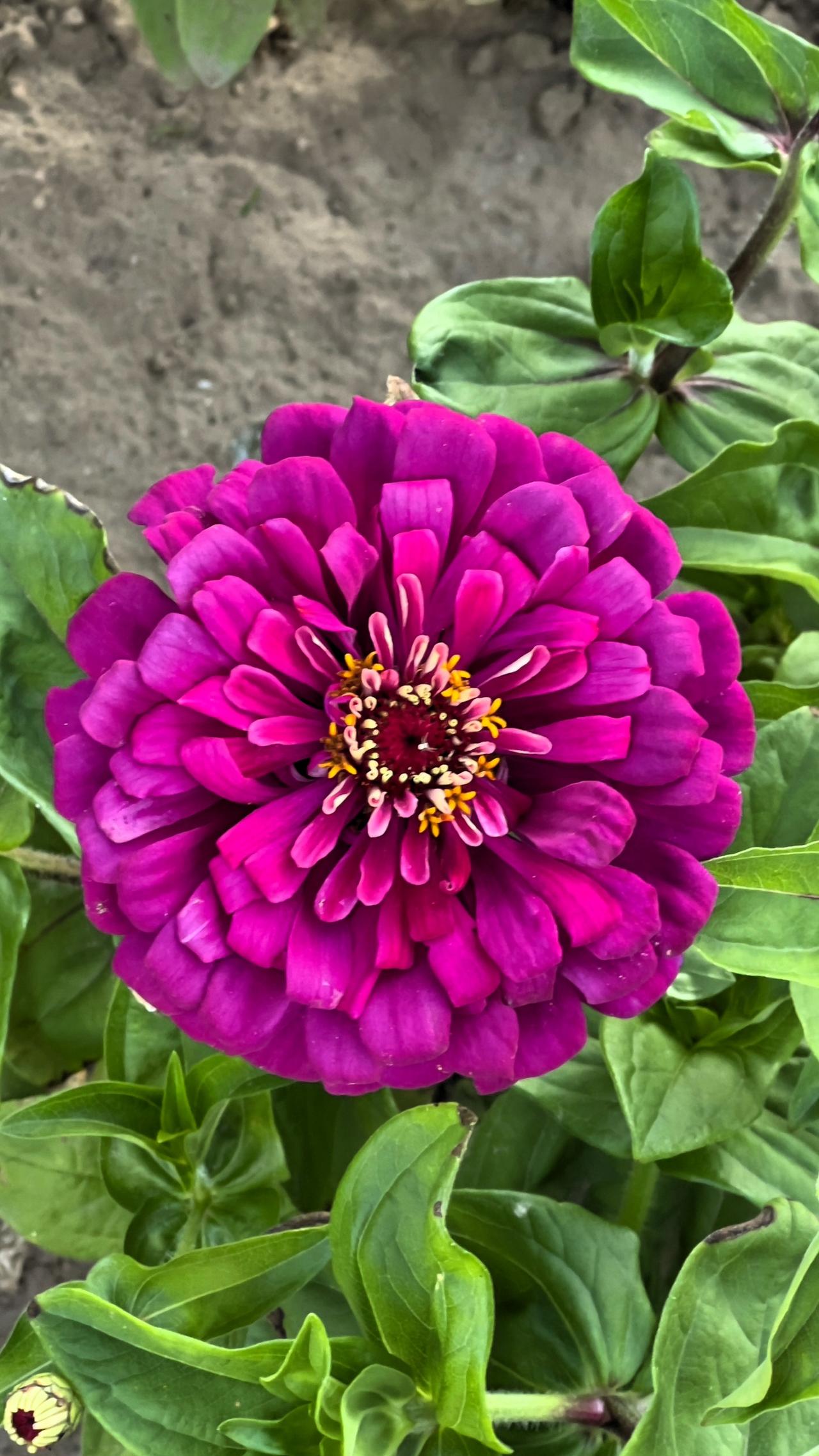 分享随手一拍的花朵