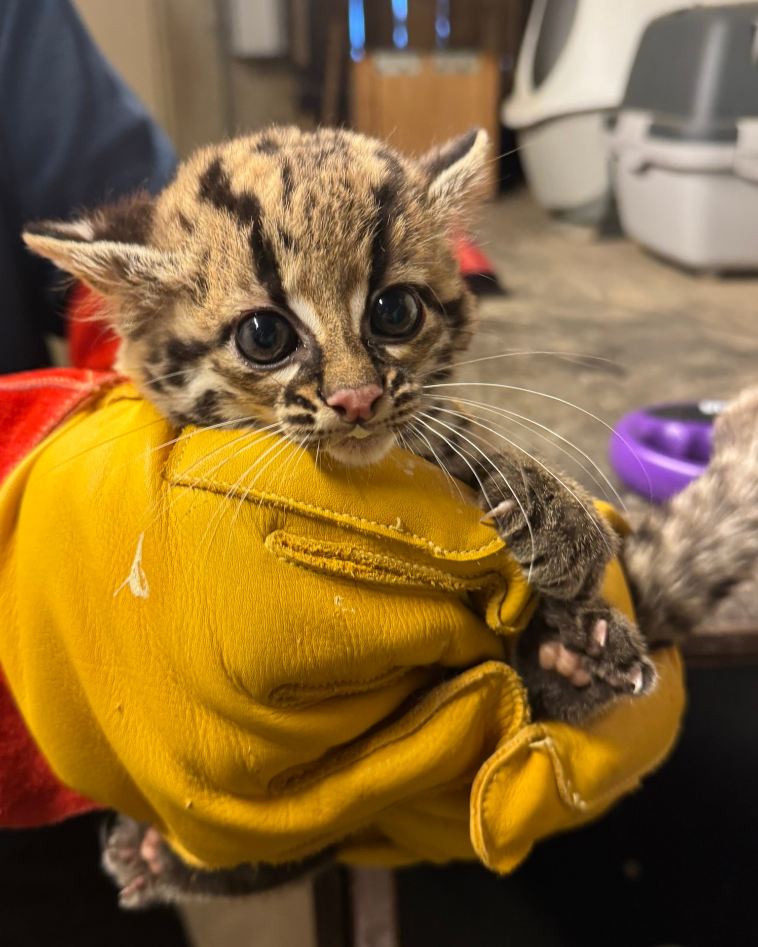 长尾虎猫的崽崽~~~卡姿兰大眼睛真的太引人注目了~长尾虎猫（学名：Leopard