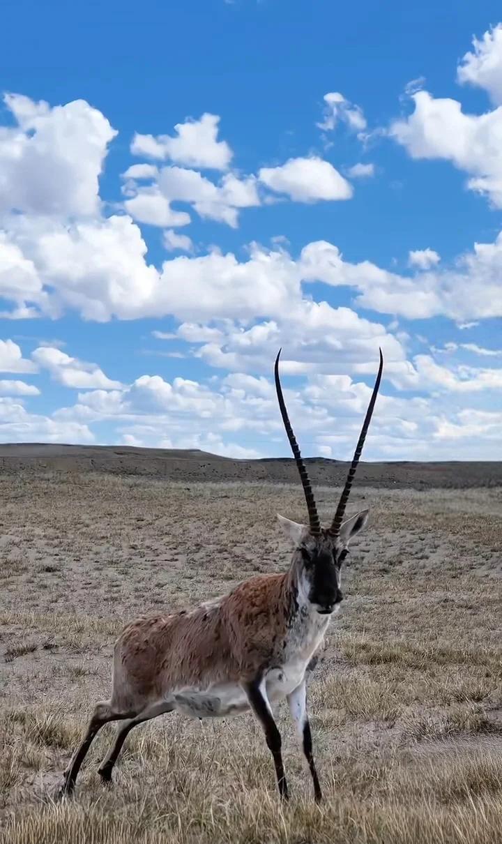 欧洲贵妇的衣柜里，藏着中国巡山员的血。
一件叫“沙图什”的披肩，轻到能穿过一枚戒