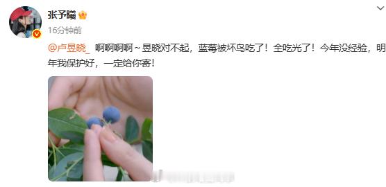 张予曦给卢昱晓的蓝莓被鸟吃了 鸟坏！曦曦好！噜噜也好！ ​​​