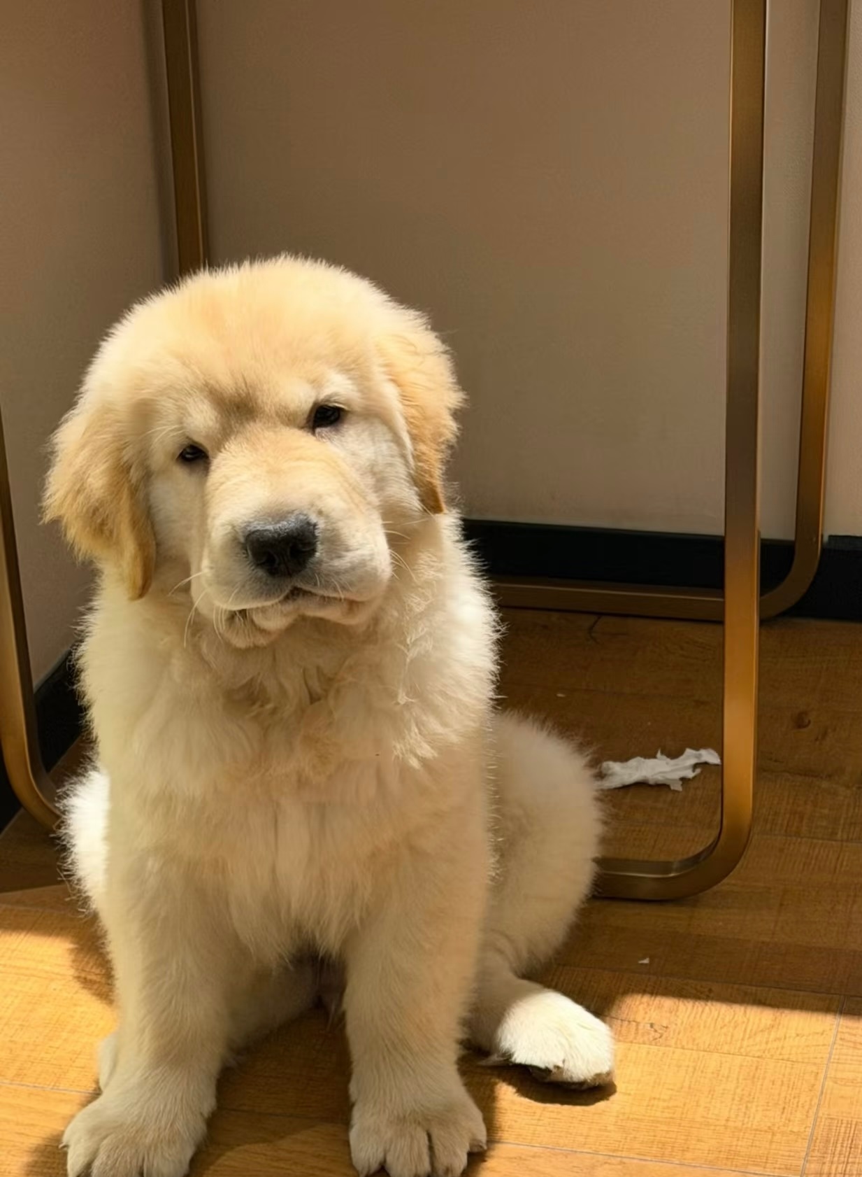 犯错挨打后的小金毛 