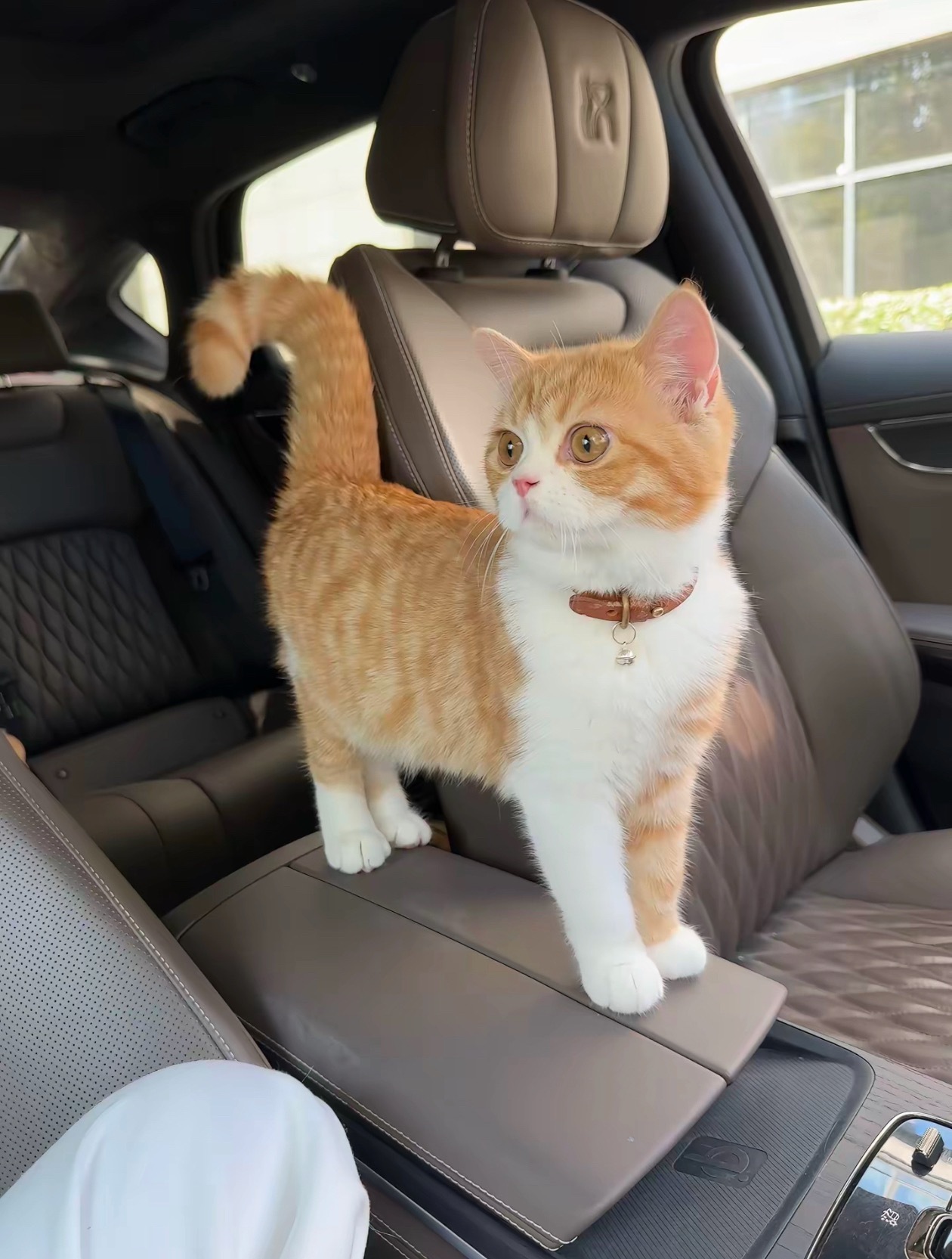 一只长得很猫的猫