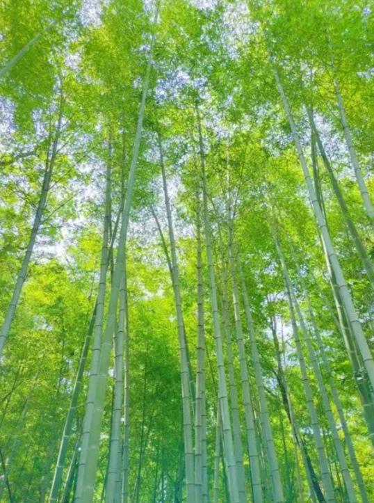 上联：松涛翻浪势如海，诚邀下联竹韵弄弦声似歌