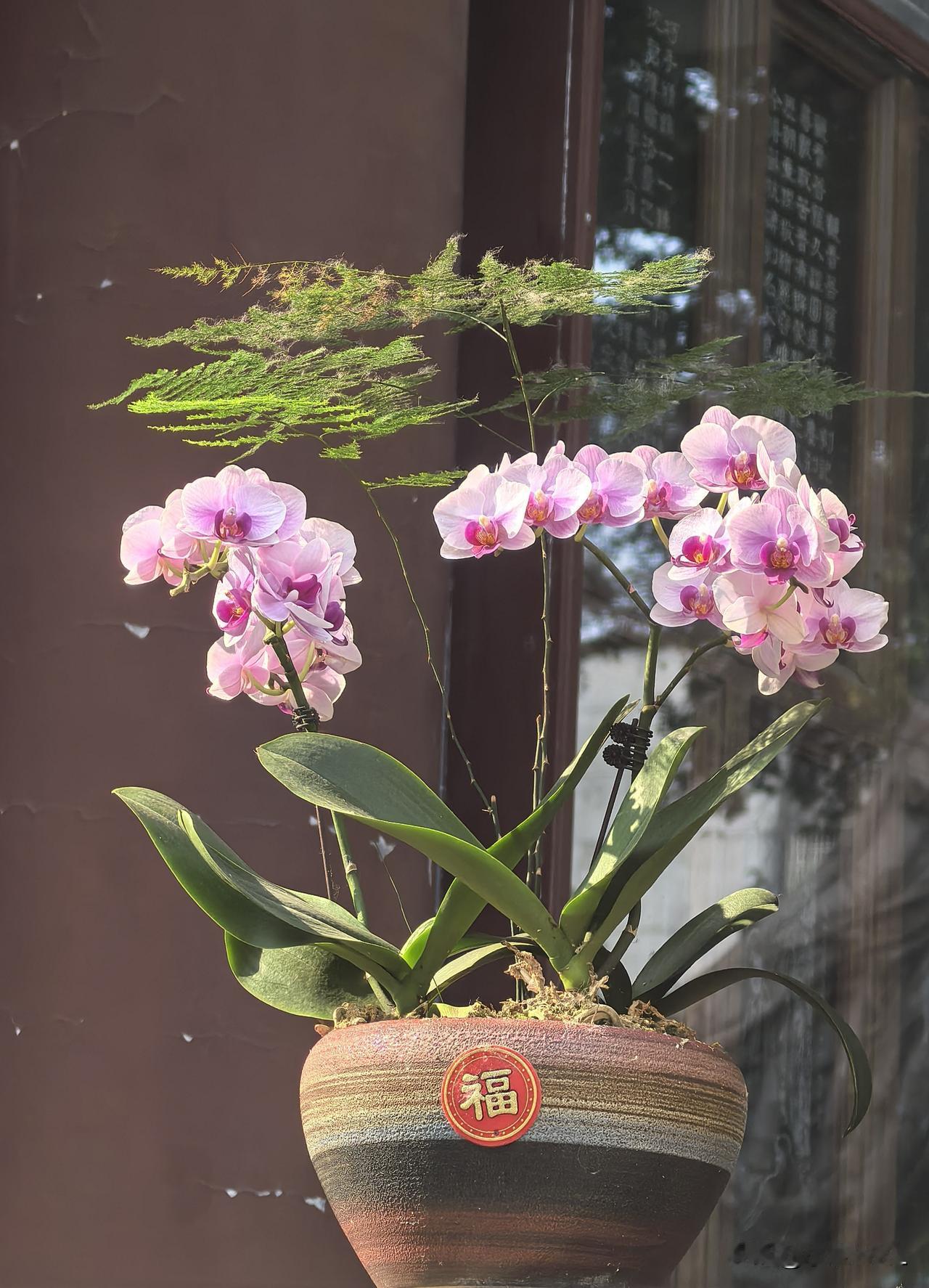六榕寺的蝴蝶兰还在盛开着
分享一下随手拍的花草
蝴蝶兰，这些年的春节，家家户户都