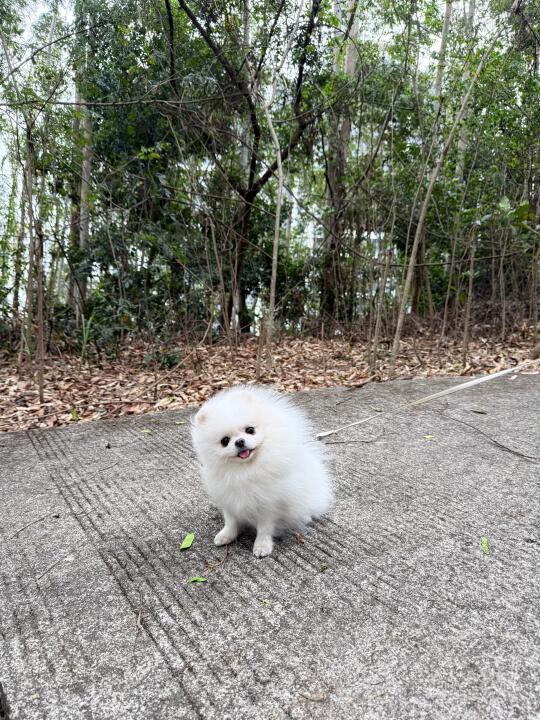 毛多底盘稳
