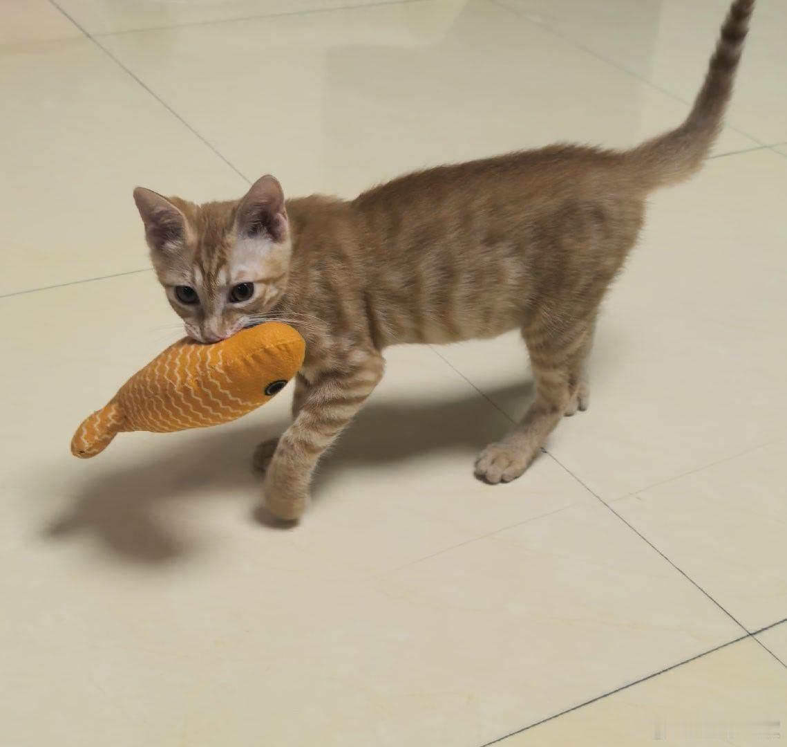 猫咪~是小猫咪啊~ ​​​