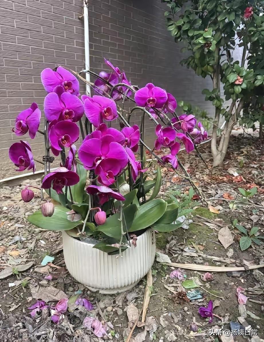 还这么好的一盆蝴蝶兰扔掉去，这也太可惜了吧？花还有这么多，而且还开的这么好，花苞