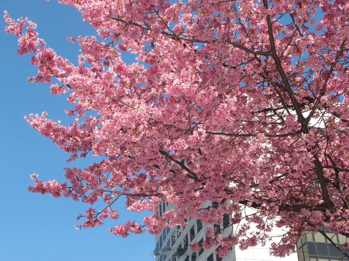 日本的樱花季好美🌸  ​​​