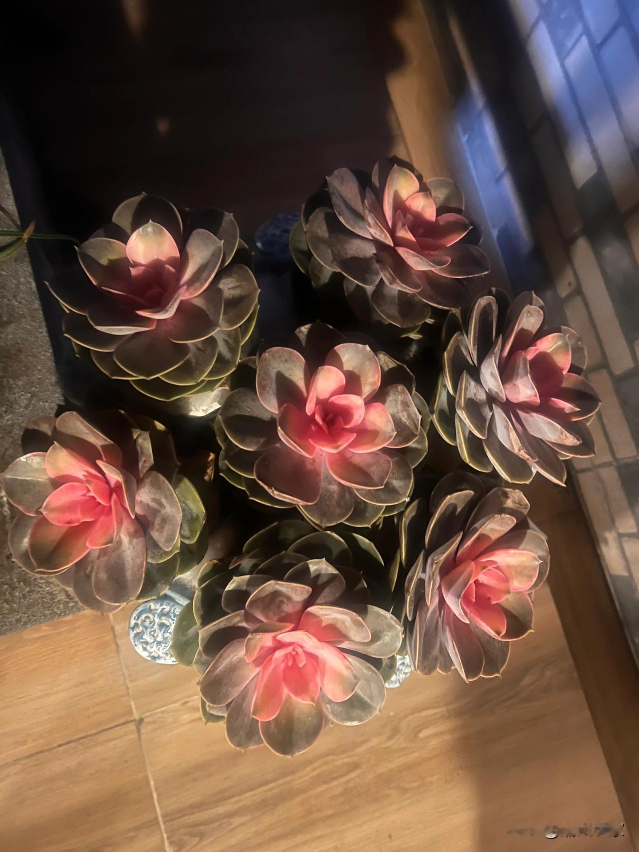 阳台上的多肉植物 不知道叫什么名字