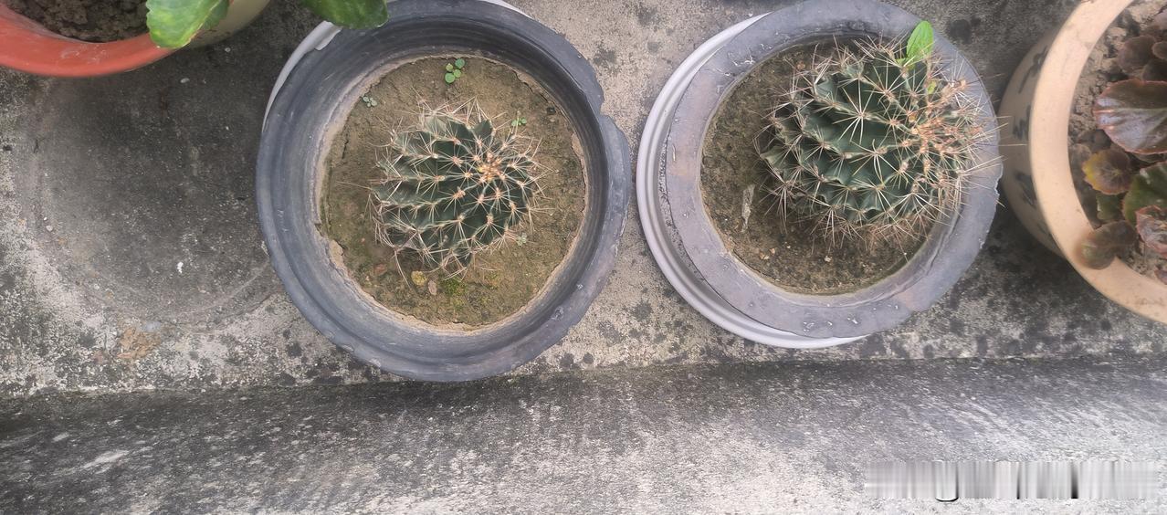 晒图笔记大赛绿植自己种，仙人掌。