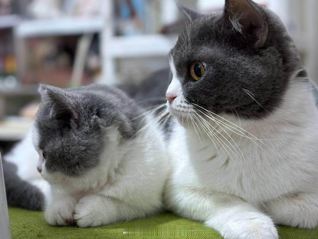 只有养过小猫的才懂小猫的爱只有养过小猫的才懂小猫的爱 