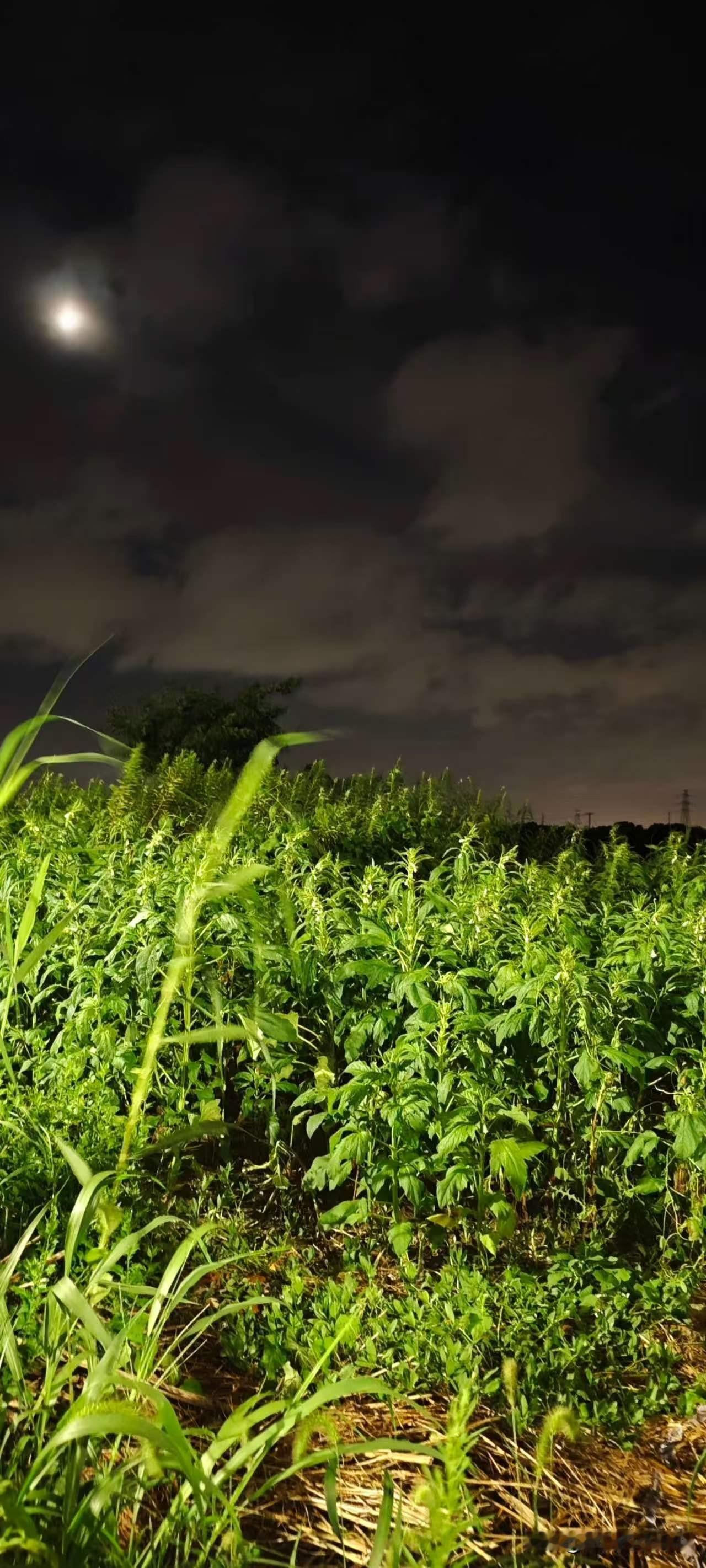 偶遇芝麻开花[灵光一闪]
看，层层叠叠、清香四溢，既装点了田园，又寓意着丰收。