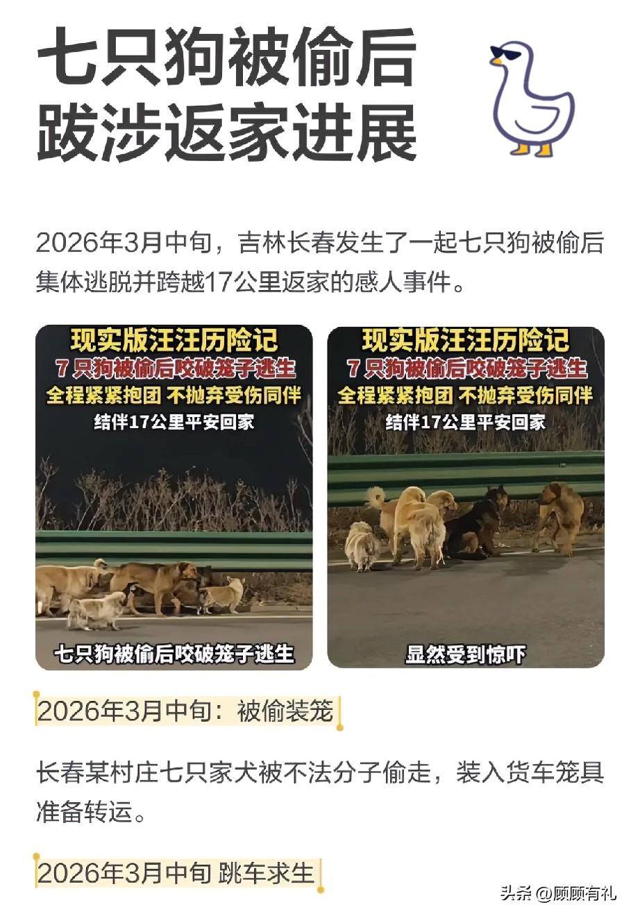 长春的7只狗回家了！

这7只狗都是同一个屯子里的，它们的主人不在一起，品种不一