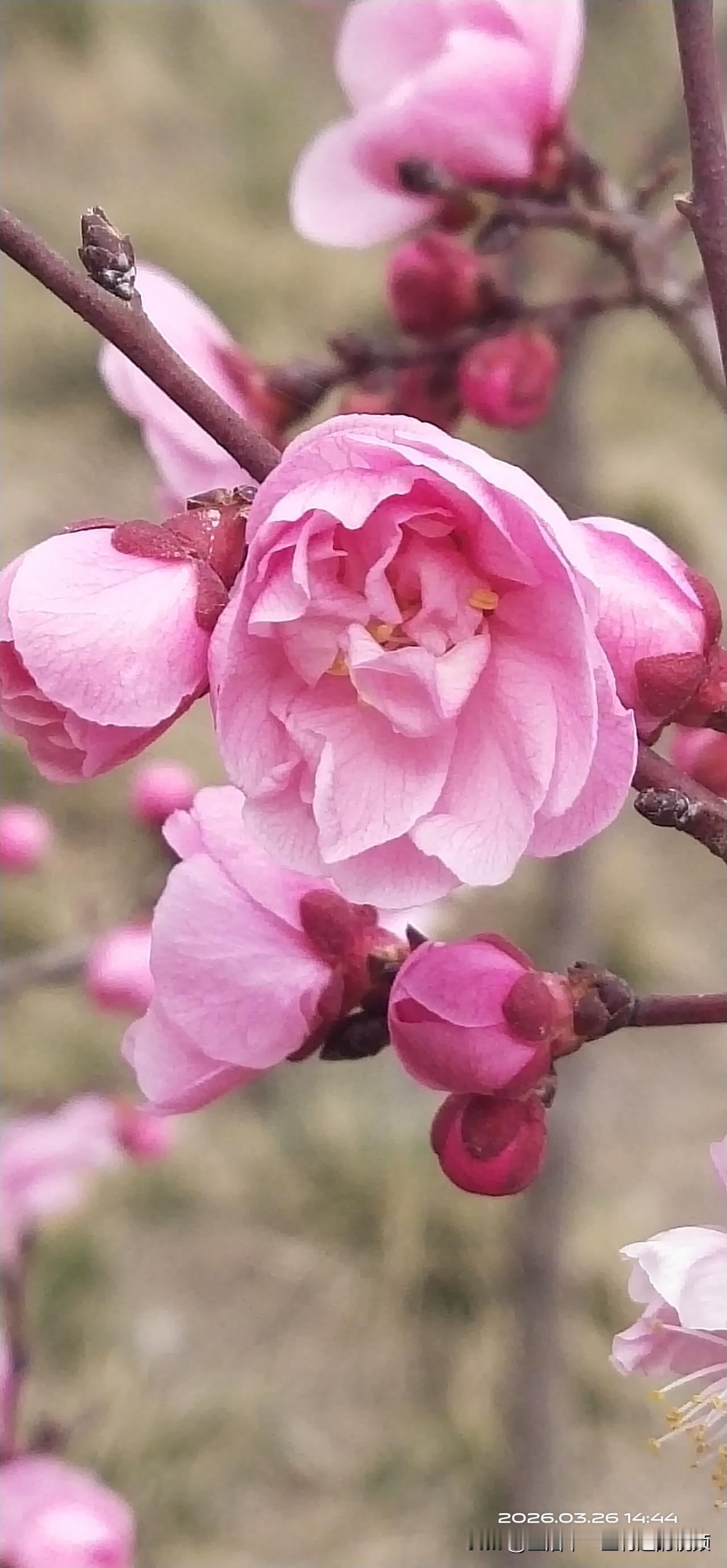 今天跟朋友一起去散步，看到路边的花花开的好美！顺手拍的，漂亮吧！和朋友的离别 朋