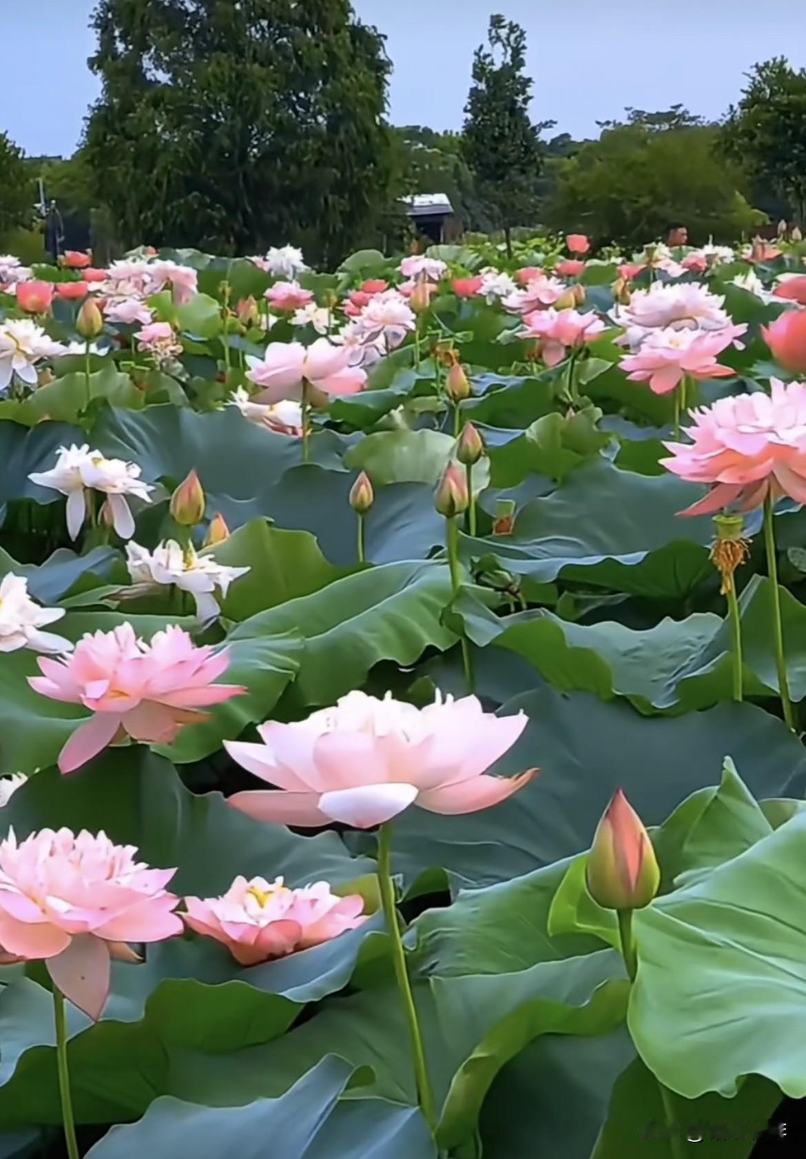 上联：一池荷花清风客
   下联：满院桐叶皓月愁
               
