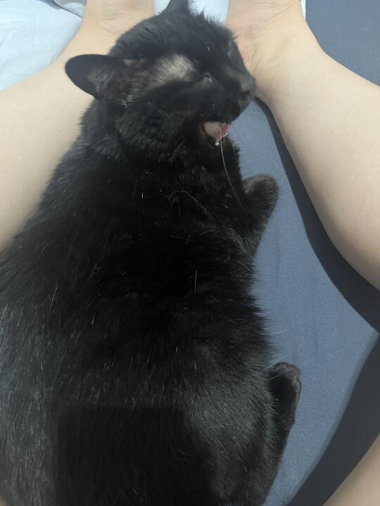 好喜欢挤压小猫