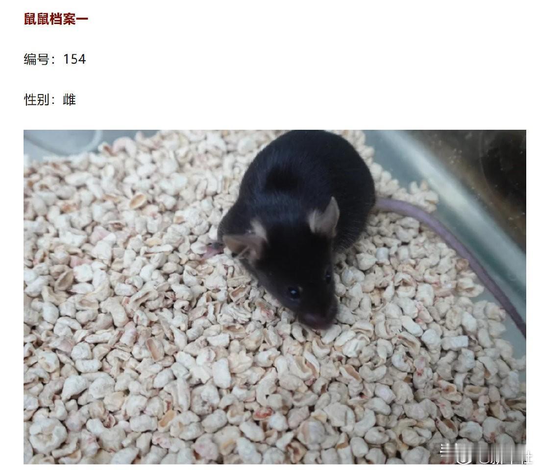 新华社邀你为太空小鼠起名！ 10月31日，4只小鼠随神舟二十一号载人飞船飞赴太空