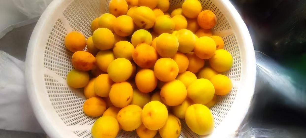 端午节谈谈黄梅。
定居绍兴20多年，已经习惯端午节吃“五黄”。关于这＂五黄＂，绍