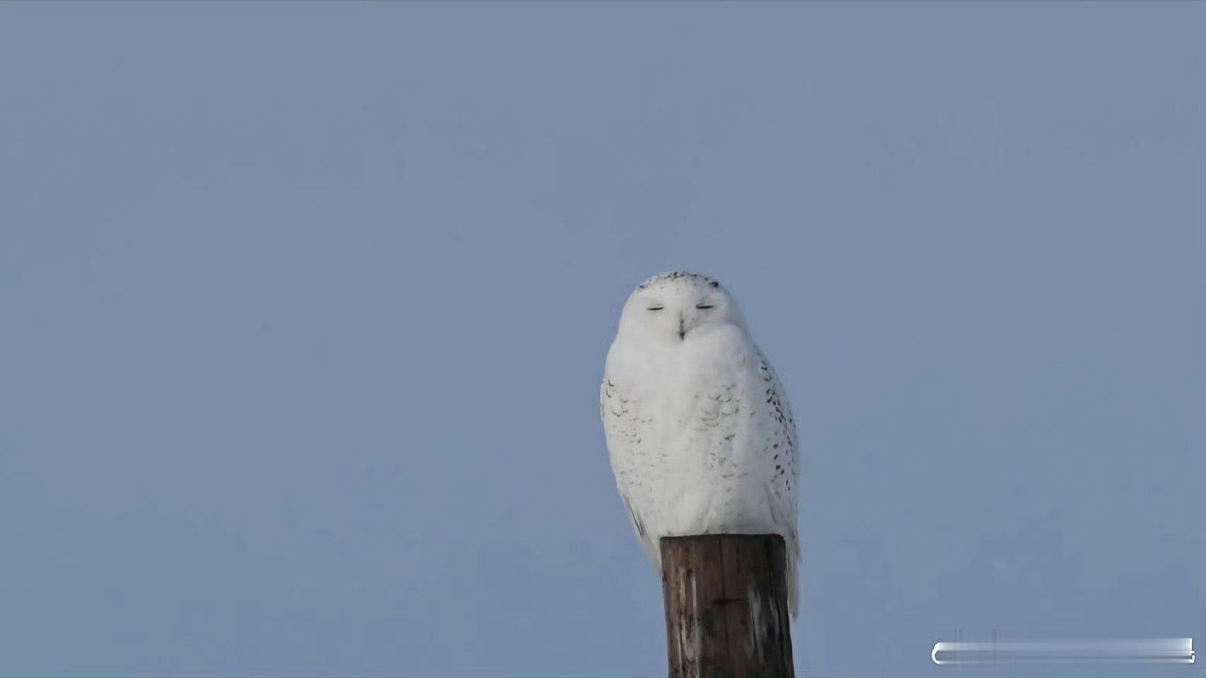 那萌萌的神态和灵动大眼，怀疑是猫头鹰本鹰偷偷下凡，混进乐坛当歌手了 