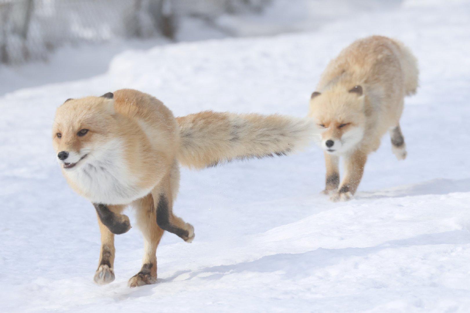 狐狐追逐打闹跑成小恐龙©️chengren21 