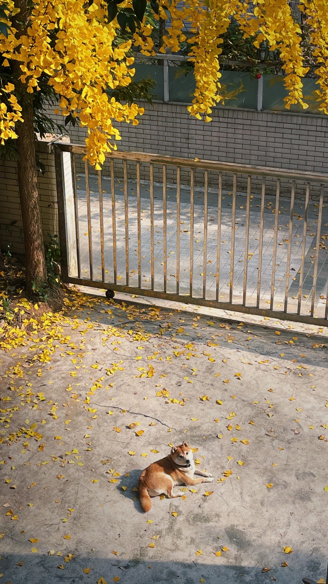 成都的天气🌞