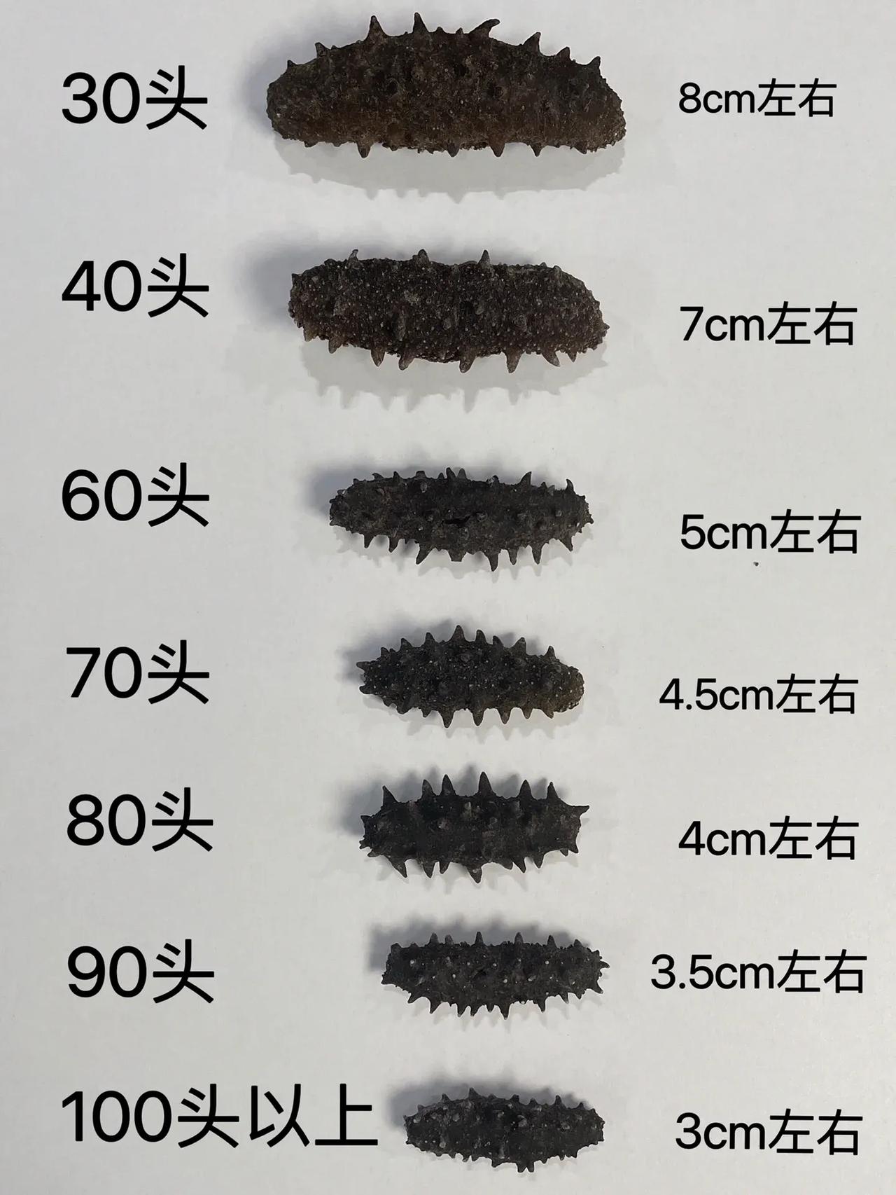 海参几头是什么意思？想不到吧，海参跟鲍鱼一样也分头，你懂吗？
大家买海参时候，商