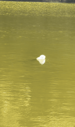 这个鱼漂哪里卖？
必须拿下！