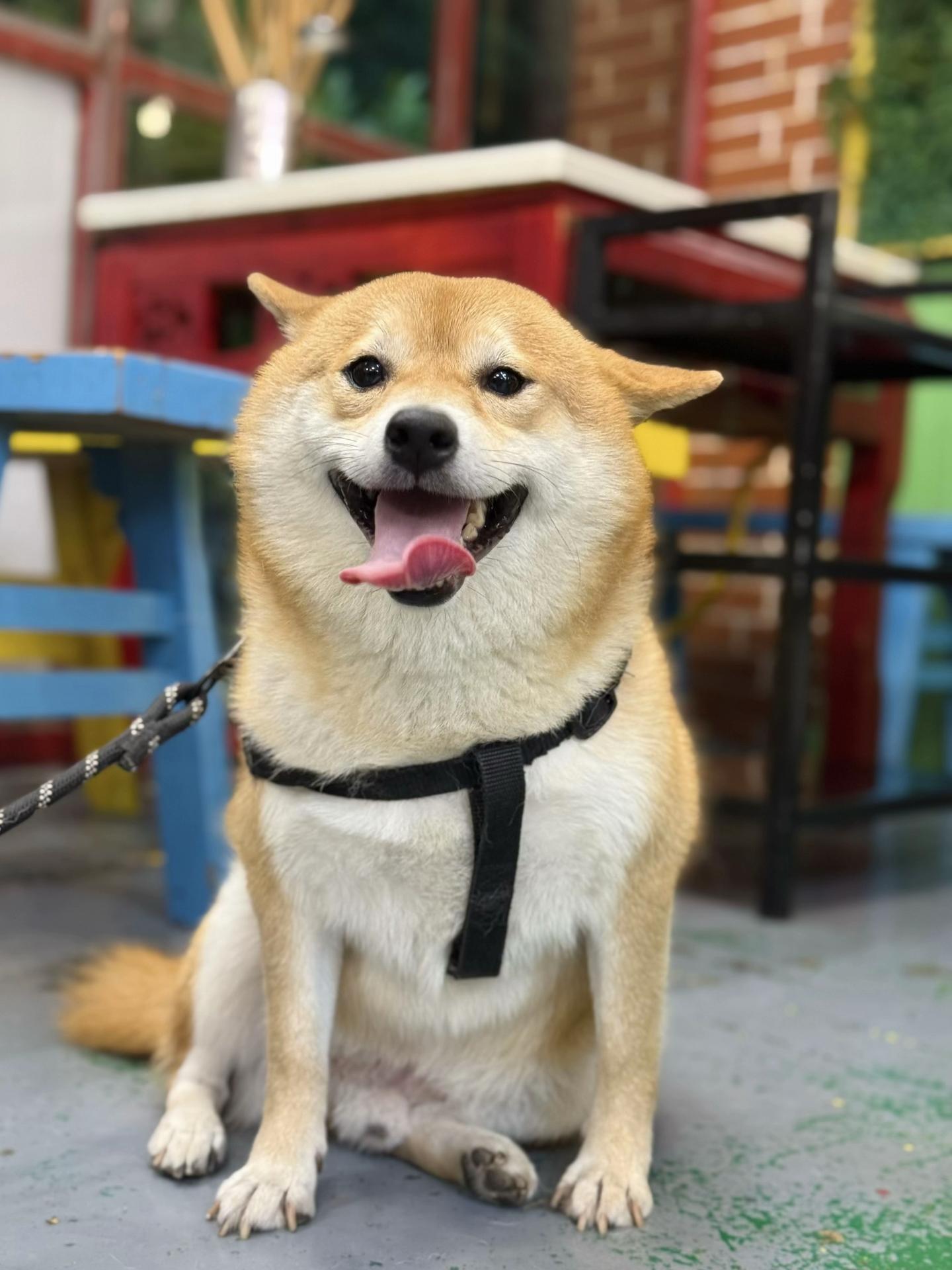 半夜二点回家遛狗，顺便撸个串。