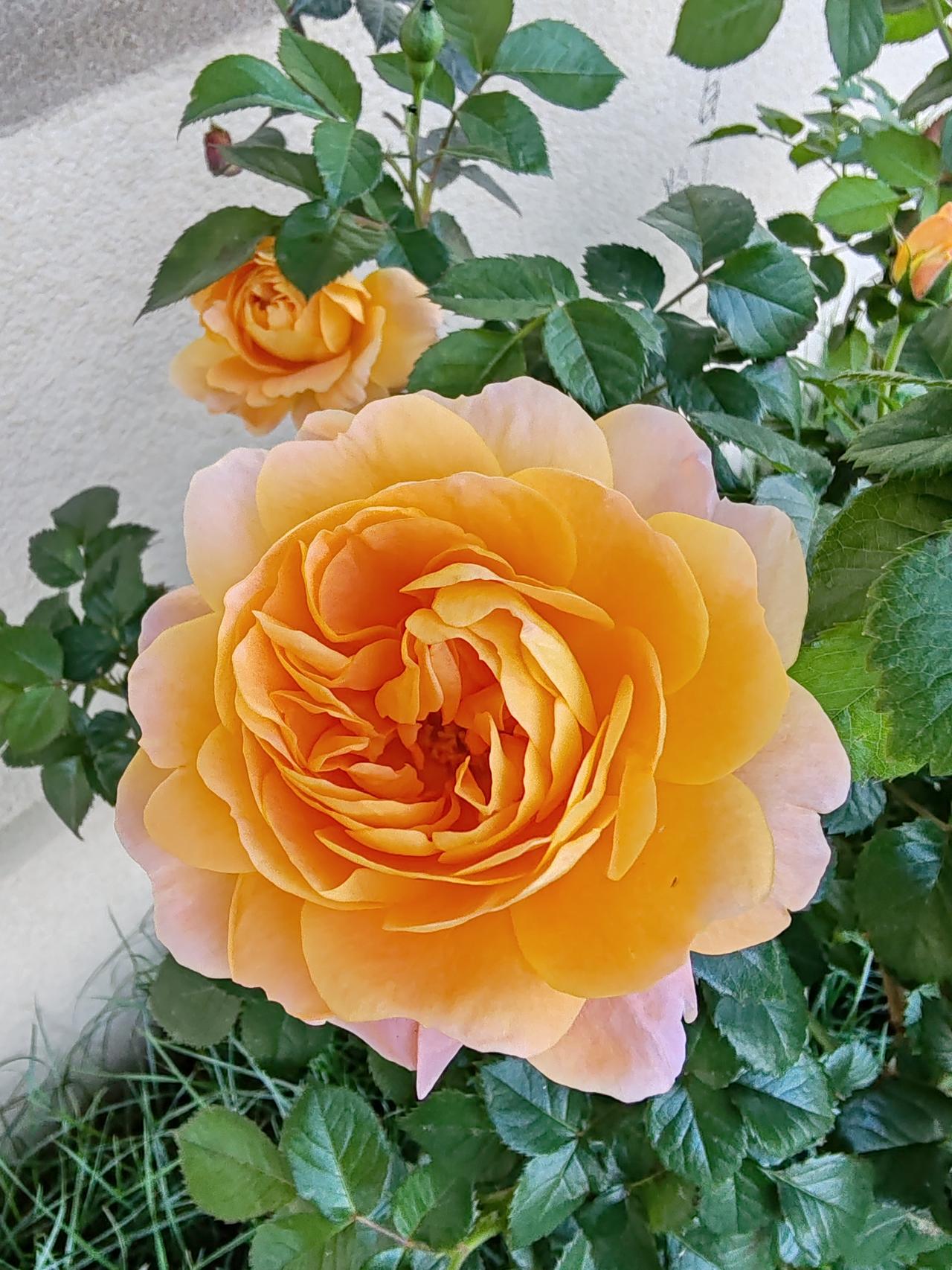 晒出你拍的月季花随手拍。