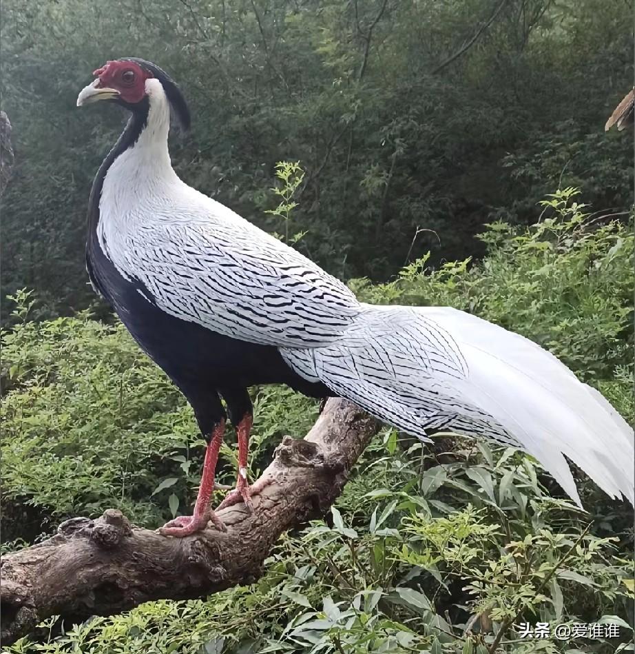 四川，一男子清晨驾车进山时，偶遇了一只外形酷似神话中“凤凰”的白色大鸟，由于当时